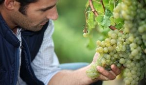 Você sabe qual a diferença entre um Enólogo, Sommelier e Enófilo? 1