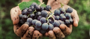 Vinhos Naturais, Orgânicos e Biodinâmicos? 1