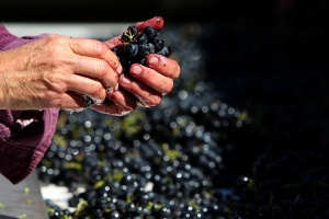 Vinhos Naturais, Orgânicos e Biodinâmicos? 2